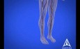 Diabetes Education - 3D Medical Animation 