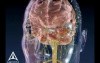 Brain signals - 3D Medical Animation