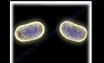 Unbelievable Bacteria - Video Presentation - Part 1