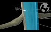 Normal Spinal Cord Function