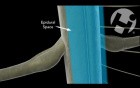 Normal Spinal Cord Function