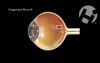 Ocular Circulation