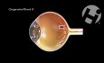 Ocular Circulation