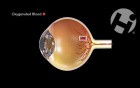 Ocular Circulation