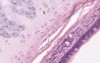 Trachea - Histology