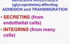 Inflammation - MSP - 2b
