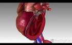 Congestive Heart Failure