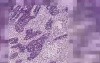 Lymph Node - Histology