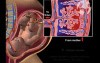 Maternal Fetal Circulation