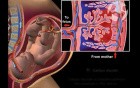 Maternal Fetal Circulation