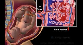 Maternal Fetal Circulation