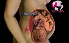 Fetal Circulation