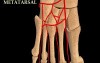 Precious Blood Supply of Bones - Video Lecture