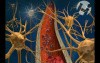 Arterial Blood Supply to the Brain