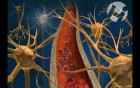 Arterial Blood Supply to the Brain