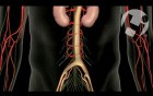 Anatomy and Function of Cauda Equina