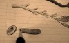 Capillary - Vascular Physiology Lectures