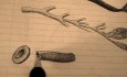 Capillary - Vascular Physiology Lectures