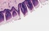 Tongue - Histology