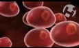 Cell Division