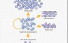 Regeneration and Healing - MSP - 3a