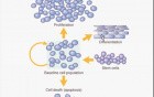 Regeneration and Healing - MSP - 3a