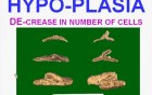 Cellular Adaptations, Cell Injury and Cell Death - MSP - 1b