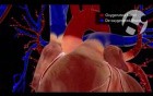 Normal Cardiac Anatomy and Physiology