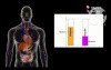 Control of Glucose Levels