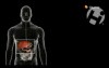 Glucose in the Body