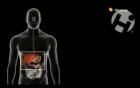 Glucose in the Body