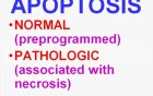 Cellular Adaptations, Cell Injury and Cell Death - MSP - 1d