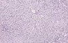 Liver - Histology