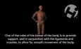 Role of Bone