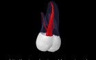 Maxillary Second Molar