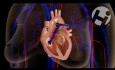 Normal Cardiac Anatomy and Physiology