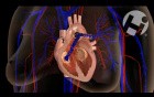 Normal Cardiac Anatomy and Physiology