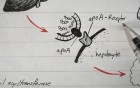 HDL - Lipoprotein Physiology Lecture