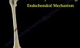 Fracture Healing  - Video Tutorial - Part 2