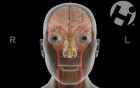 Cranial Nerve Function