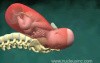 Childbirth Animation