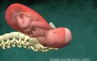 Childbirth Animation