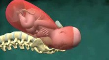 Childbirth Animation