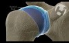 Shoulder: Normal Cartilage Function