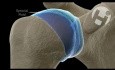 Shoulder: Normal Cartilage Function