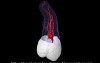 Maxillary Third Molar - Root Canal Anatomy
