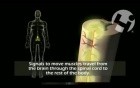 Normal Nervous System and Function