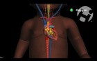 Fetal Circulation