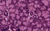Sublingual Gland - Histology