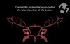 Blood Flow to the Brain